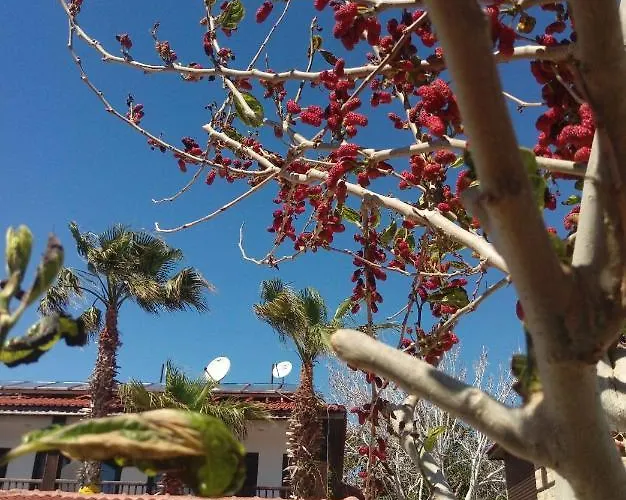 Hotel Kaktues Boutique